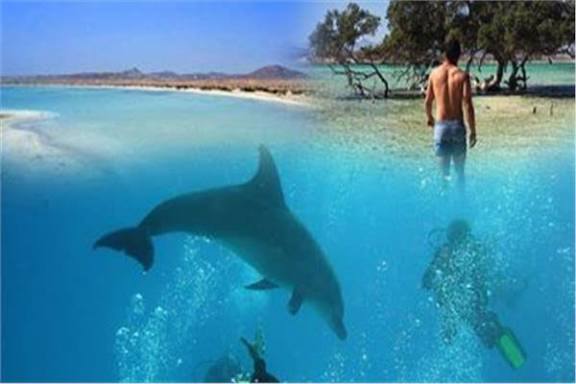 "بيت الدلافين" يحتضر.. مسؤول دولي يحذر من كارثة بيئية بمرسى علم 1 "بيت الدلافين" يحتضر.. مسؤول دولي يحذر من كارثة بيئية بمرسى علم 2025