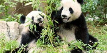 دبلوماسية الباندا تنتهي: اليابان تفقد آخر حيواني باندا للمرة الأولى منذ 1973 2025