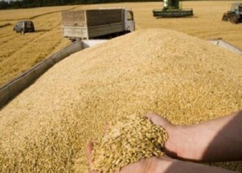 "حرب الموانئ" في البحر الأسود ترفع أسعار القمح الأوروبي.. هل تتأثر الأسواق العربية؟ 2025