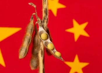 فول الصويا يشتعل: كيف تحوّل محصول واحد إلى سلاح اقتصادي بين واشنطن وبكين؟ 6 فول الصويا يشتعل: كيف تحوّل محصول واحد إلى سلاح اقتصادي بين واشنطن وبكين؟ 2025