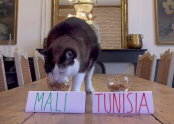 توقع ريمونتادا مصر وصدم تونس.. القط "العراف" نيمبوس يثير الجدل في أمم أفريقيا 2025 2026