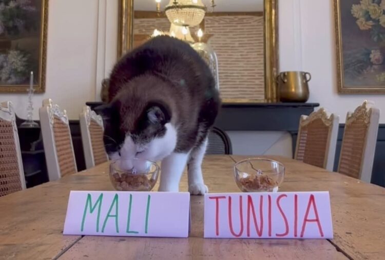 توقع ريمونتادا مصر وصدم تونس.. القط "العراف" نيمبوس يثير الجدل في أمم أفريقيا 2025 1 توقع ريمونتادا مصر وصدم تونس.. القط "العراف" نيمبوس يثير الجدل في أمم أفريقيا 2025 2026